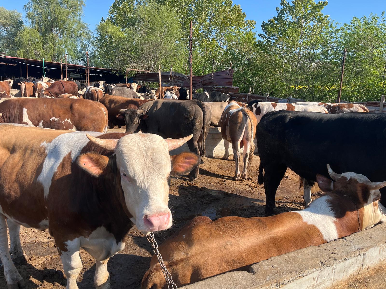 Arnavutköy ahırdan toplu büyükbaş görüntüsü
