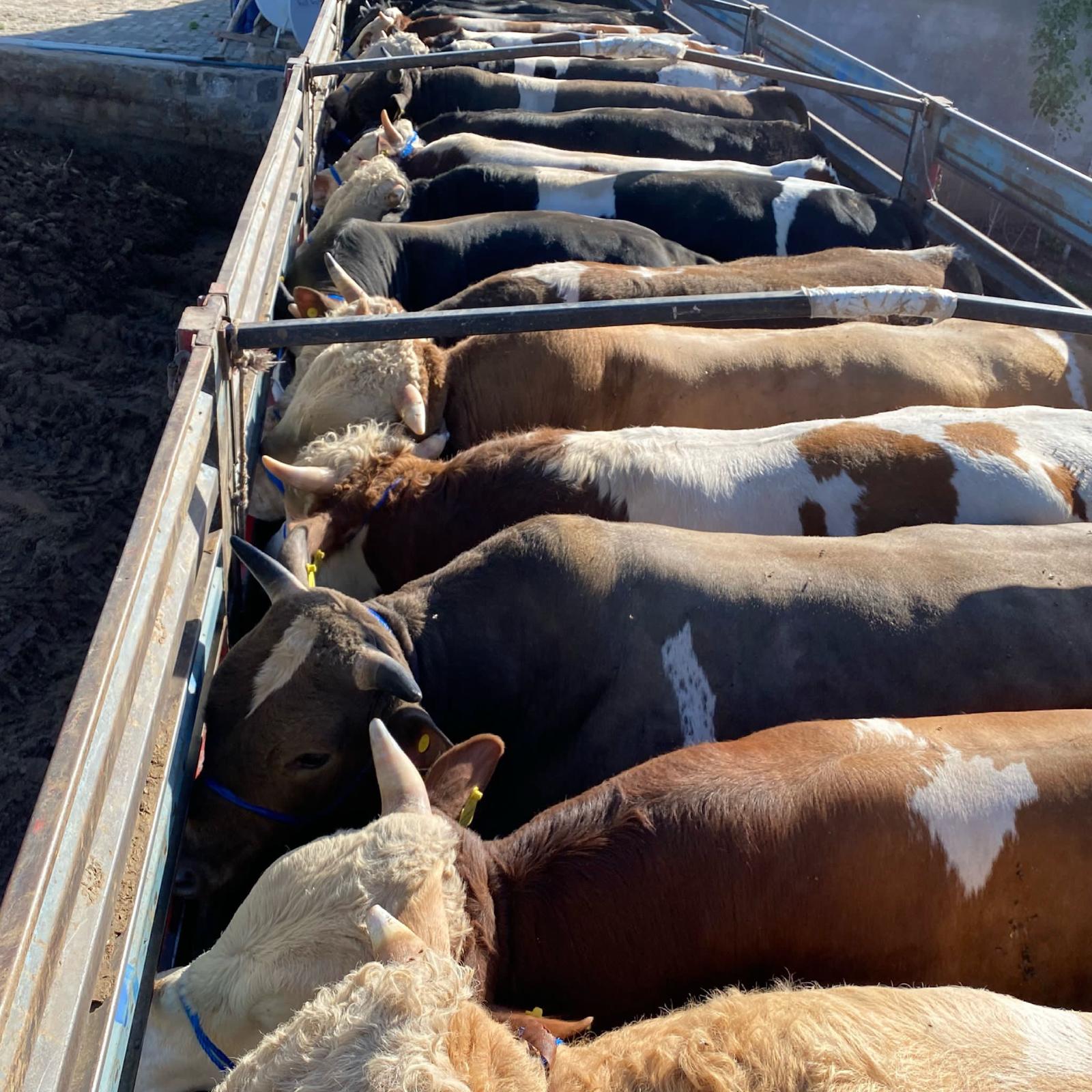 Kurbanlık büyükbaş sevkiyat görüntüsü