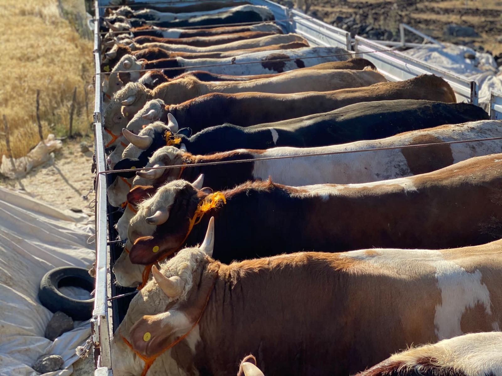 Kurbanlık büyükbaş toplu görüntü